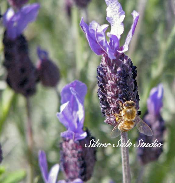 Bee in Lavendar