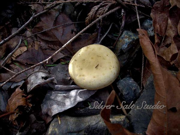 Lonely Mushroom