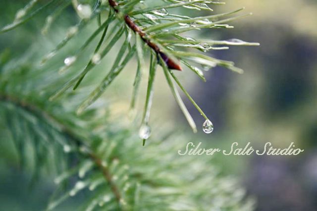 Rain Drops on Pine