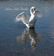 Swan Song 