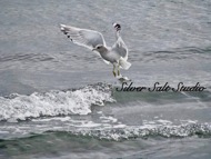 Seagull on a Wave