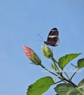 Bud and Butterfly
