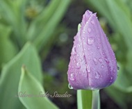 Rainy Day Tulip