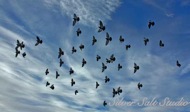 Pigeons in Flight